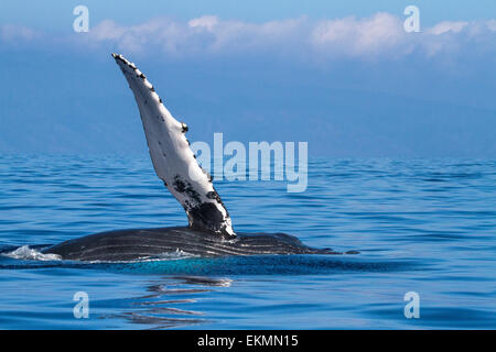 Buckelwale in den Gewässern von Lahaina auf Maui. Stockfoto