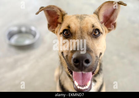 Hund und Schüssel mit einem hungrigen glücklich Closeup ein lustiger Hund wartet auf sein Essen. Stockfoto