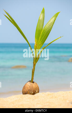Ein Samen einer Palme (Kokosnuss) wächst am schönen Strand Stockfoto