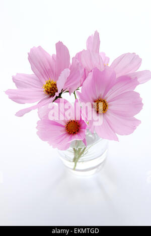 Rosa Kosmos auf weißem Hintergrund Stockfoto
