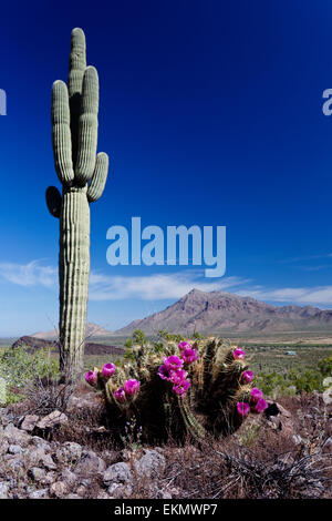 Saguaro Kaktus erhebt sich über Blüten der Igel Kaktus im Picacho Peak State Park mit Himmel Insel Berge sichtbar. Stockfoto