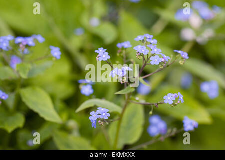 Brunnera Blumen. Sibirische Bugloss im Frühjahr. Stockfoto