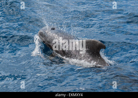 Kurz-Grindwale (Globicephala Macrorhynchus), Teneriffa, Kanarische Inseln Stockfoto