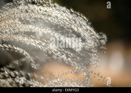 Japanische Silber Rasen Stockfoto