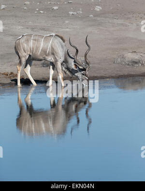 Kudu Trinkwasser an einer Wasserstelle, stehend im Wasser, große Wicklung Geweih, Seitenansicht. Etosha Nationalpark, Namibia Stockfoto