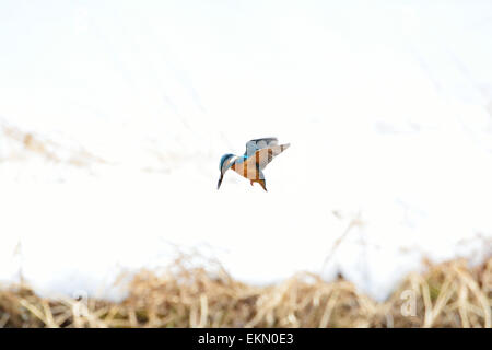 Eisvogel Stockfoto