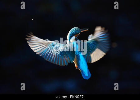 Eisvogel Stockfoto