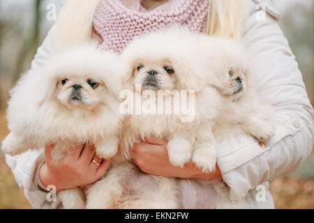 Weiße Pekinese Pekinese Peke Whelp Welpe Hund sitzt auf der Holzbank im Herbst-Park Stockfoto