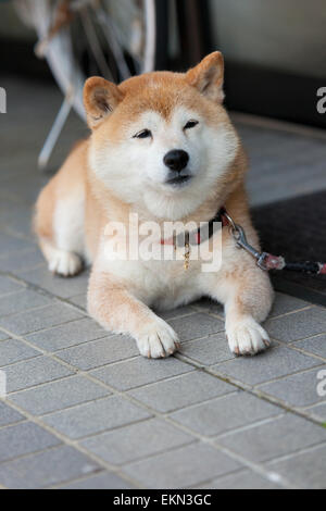 Shiba inu Stockfoto