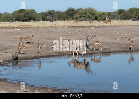 Kudu (Tragelaphus Strepsiceros) im Wasserloch Rückblick auf Impalas in Etosha Nationalpark, Namibia Stockfoto