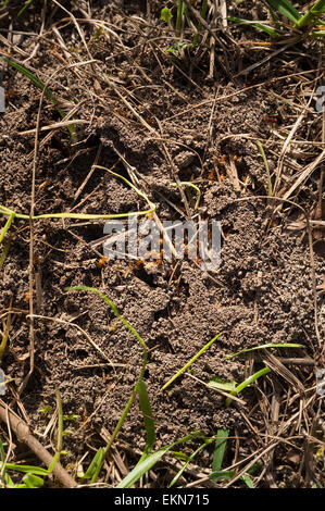 Tunnel und Brutraum englische rote Ameise nest wegnehmen Eiern zu Sicherheit Myrmica rubra Stockfoto