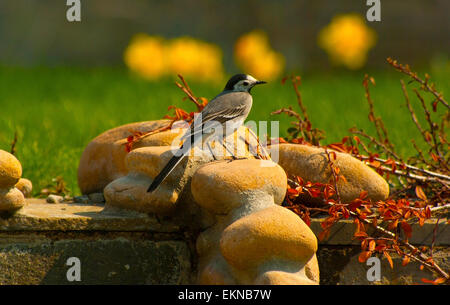 Weiße Bachstelze (Motacilla Alba) stehend auf den Felsen in der Nähe der Bush(Berberis) Vogel. Europe.Ukraine.Kiev Stockfoto