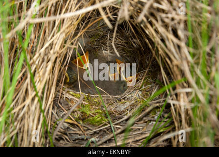 Küken Vögel Wheatear,(Oenanthe) im Nest. Europe.Ukraine.Poltava Region. Stockfoto