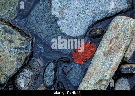 Fluss rockt mit Wasser und rote Blatt in einem Wintertag, blaues Licht Stockfoto