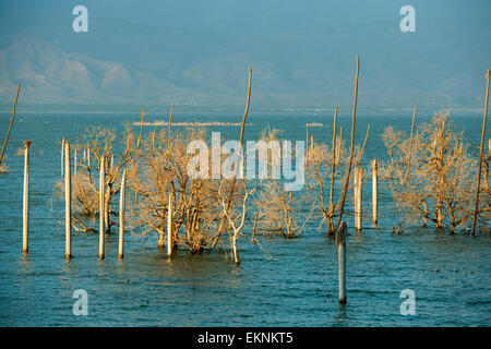 Dominikanische Republik, Südwesten, Halbinsel Baoruco, Südufer des Lago Enriquillo at El Limon Stockfoto