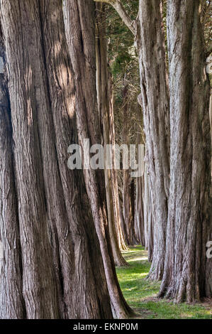 Plas Newydd, Anglesey, Wales, UK. Eine Allee von Zedernbäume in den Gärten Stockfoto