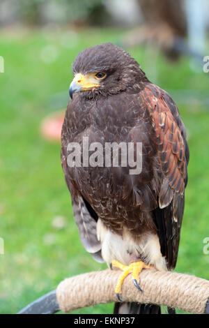 Wüstenbussard, Parabuteo Unicinctus, thront auf einem künstlichen roost Stockfoto