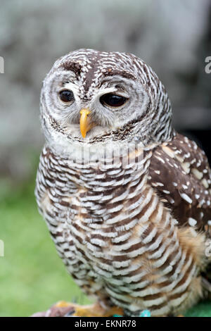 Ein Streifenkauz Strix Varia ist vorausschauend Stockfoto