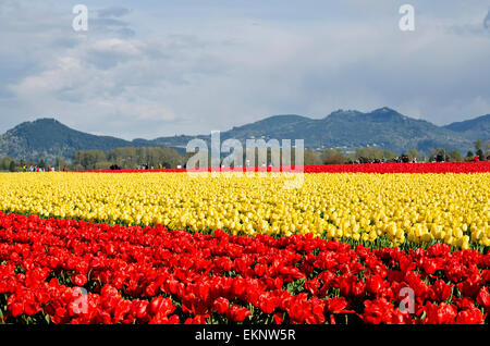 Schöne rote und gelbe Tulpen. Tulip Field oder Felder in der Nähe von La Connner, Washington, im Skagit Valley. Im Frühling. Stockfoto
