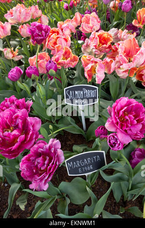 Schöne Pfirsich (Lachs Papagei) und Rosa (Margarita) Tulpen in den Schaugärten in Roozengaarde Gärten in Mount Vernon, WA. Stockfoto