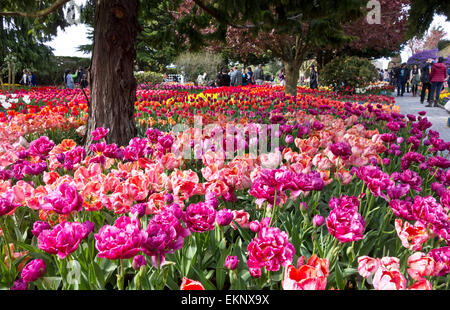 Besucher Tulpen in Roozengaarde anzeigen Gärten in Mount Vernon, Washington, während das Skagit Valley Tulpenfest. Stockfoto