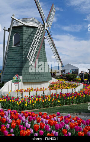 Mühle Attraktion im Roozengaarde Anzeige Gärten in Mount Vernon, Washington. Bunte tuiip Gärten und Touristen. Stockfoto