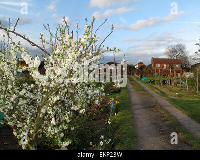 Vorfrühling in einem South London Zuteilung Kent KK Stockfoto