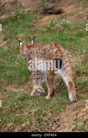 Europäische Luchs (Lynx Lynx). Rückansicht mit schwarzen Spitzen Ende ein kurzes Heck. Umstrittene betrachteten Arten Wiedereinführung Stockfoto