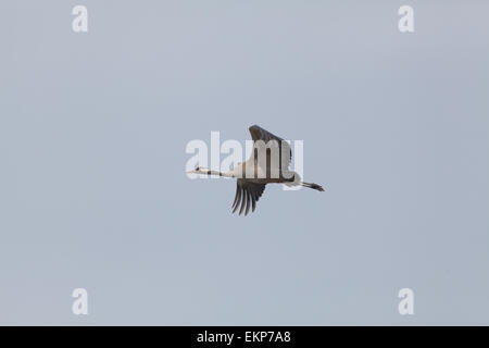 Eurasier oder Kraniche (Grus Grus). Nachhaltige Flug. Norfolk. East Anglia. VEREINIGTES KÖNIGREICH. Stockfoto