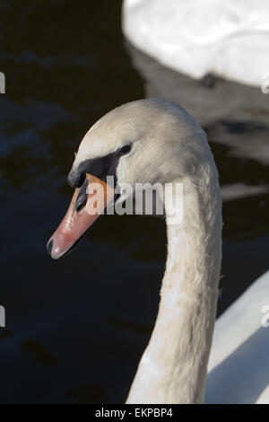 Höckerschwan (Cygnus Olor). Porträt. Kopf. Bill zeigt regelmäßg und Neb. Stockfoto