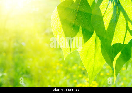 Pappel Blätter auf floraler Hintergrund Stockfoto