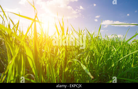 Sonnenuntergang und grass Stockfoto