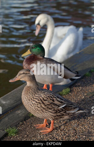 Paar Enten Stockenten (Anas Platyrhynchos) und ein Höckerschwan (Cygnus Olor), im Hintergrund. Awaitng Essen Handouts aus Menschen. Stockfoto