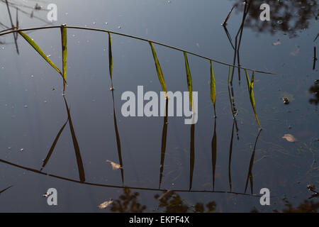 Norfolk Schilf (Phragmites sp.) Einzelne Stengel und Blätter überhängend stehendes Wasser mit Reflektionen. Wasser Leben Stockfoto