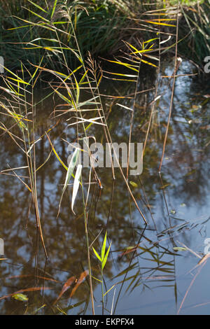 Norfolk Schilf (Phragmites sp.)  Stengel und Blätter in stehendem Wasser aus einem Röhricht, mit Relections erweitert. Wasser Leben Stockfoto