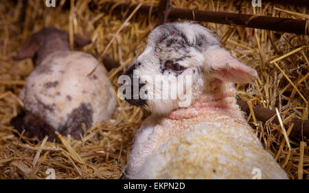 Neugeborenen Lämmern im hohen Lämmer Schuppen auf der South Downs in der Nähe von Seaford in East Sussex. Stockfoto