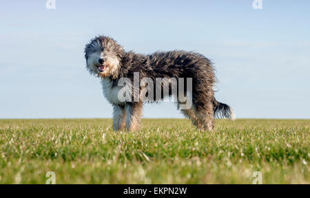 Darren Greenfield - Schäfer auf der South Downs mit Belle seine Bearded Collie Schäferhund und Neugeborene Lämmer. Stockfoto