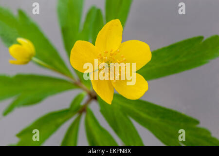 Anemone Ranunculoides, gelbe anemone Stockfoto