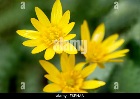 Kleinen Celandines Ranunculus Ficaria - Ficaria Verna, Fig Buttercup Stockfoto