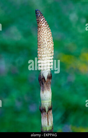 Die große Horsetail-Fabrik schließt Equisetum telmateia Strobilus Stockfoto