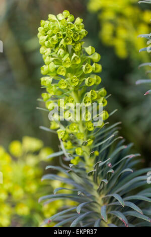 Euphorbia Characias Subspecies Wulfenii, mediterrane Wolfsmilch Stockfoto