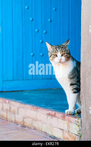 Katze und eine blaue Tür in Ait Ben Haddou, Provinz Ouarzazate, Marokko Stockfoto