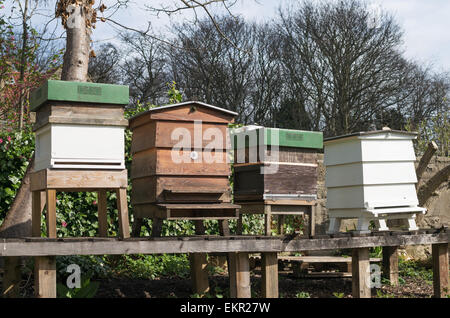 Vier Bienenstöcke in einem Garten im Nordosten Englands Stockfoto