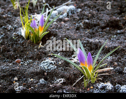 Krokusblüten in den frühen Morgenstunden Stockfoto