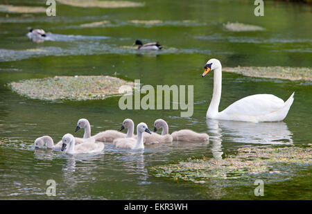 Stumm, Schwäne und Cygnets auf dem Fluss Coln Bibury, die Cotswolds, Gloucestershire, England, UK Stockfoto