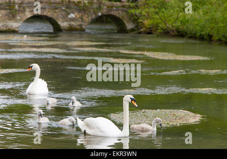 Stumm, Schwäne und Cygnets auf dem Fluss Coln Bibury, die Cotswolds, Gloucestershire, England, UK Stockfoto