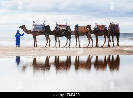 Berber Mann an der Spitze Kamel Zug am Strand, Essaouira, Marokko Stockfoto