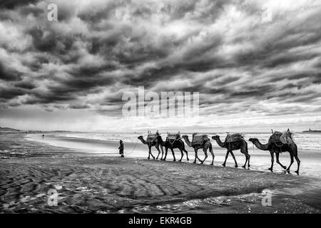 Berber Mann an der Spitze Kamel Zug am Strand, Essaouira, Marokko Stockfoto