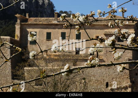 Cherry blossom alten Herrenhaus Mallorca Mallorca Orient Dorf Stockfoto
