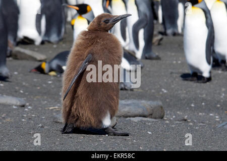 Junge unreife König Pinguin Gold Harbour Südgeorgien Stockfoto